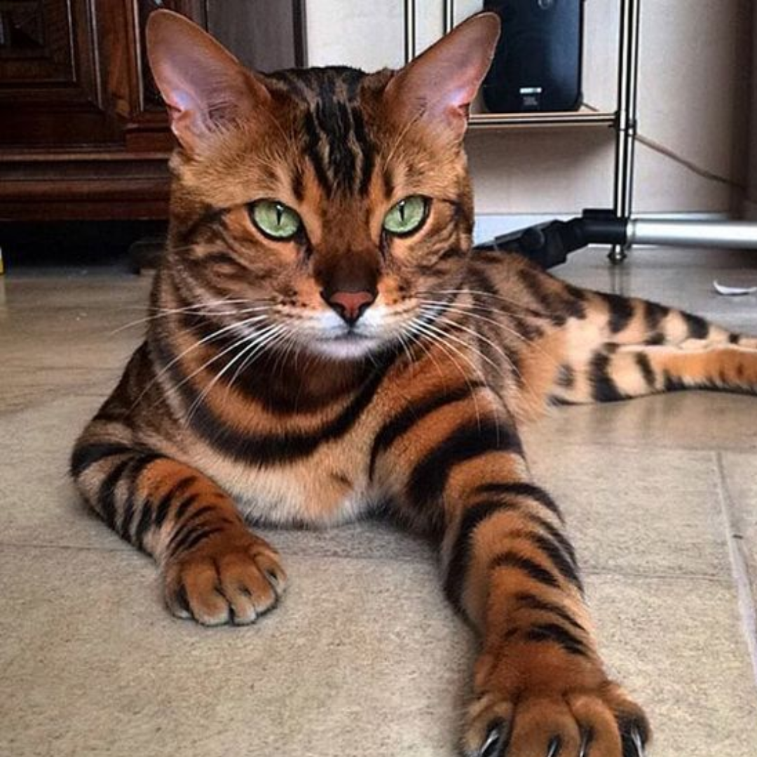 <em>Carlos Javier</em>